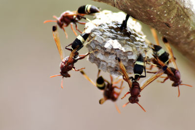 Close-up of insect on branch