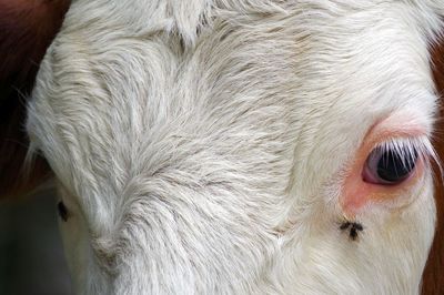 Close-up of a cow