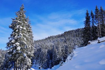 Low angle view of pine tree against sky during winter