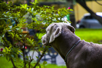 Weimaraner dog portrait in the park in tbilisi, georgia