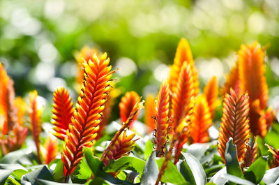 Close-up of flowering plant leaves