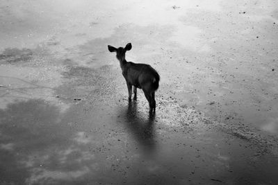 Horse standing in water