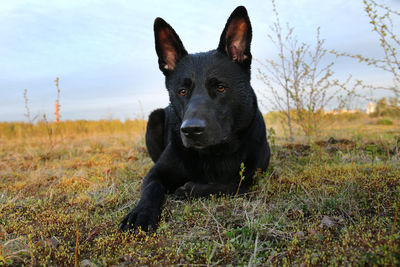 Portrait of black dog on field