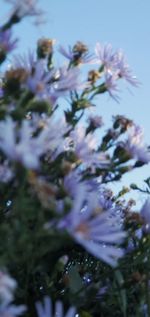 Close-up of purple flowering plant against sky