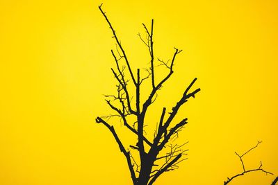 Close-up of bare tree against yellow sky
