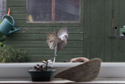 Bird perching on railing