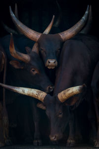 Close-up of bulls in animal pen