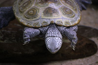 Close-up of turtle swimming in sea