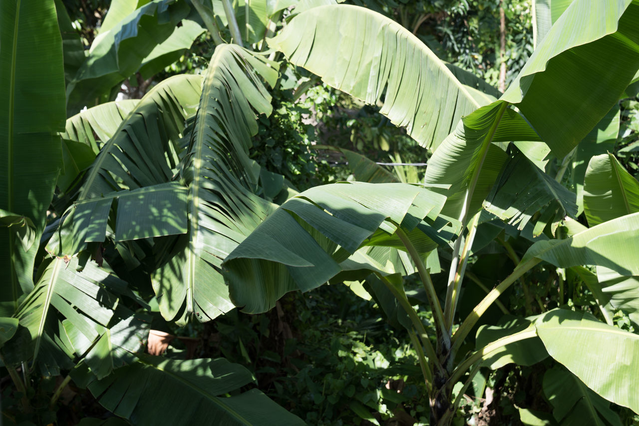 leaf, plant part, banana leaf, plant, growth, green, jungle, flower, banana tree, nature, rainforest, tree, banana, tropics, no people, beauty in nature, food and drink, food, day, xanthosoma, agriculture, outdoors, sunlight, field, land, freshness, close-up