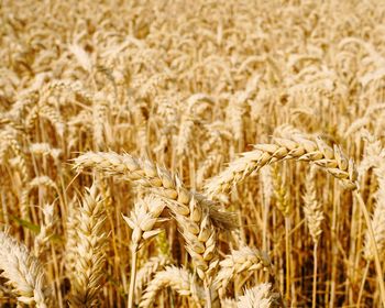 Close-up of wheat growing on field