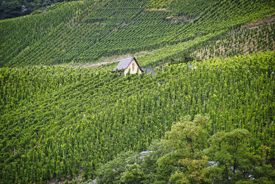 Weinberge at the river mosel