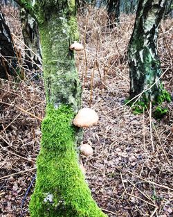 Mushroom growing in grass