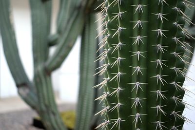 Close-up of prickly pear cactus