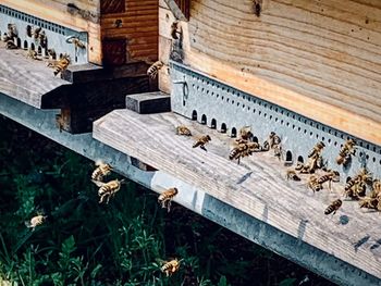 High angle view of bees on wood