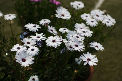 Close-up of white flowering plants