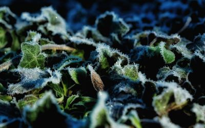 Close-up of frozen plants on field during winter