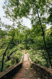 Empty road amidst trees in forest