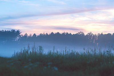 Silhouette trees in forest against sky at sunset