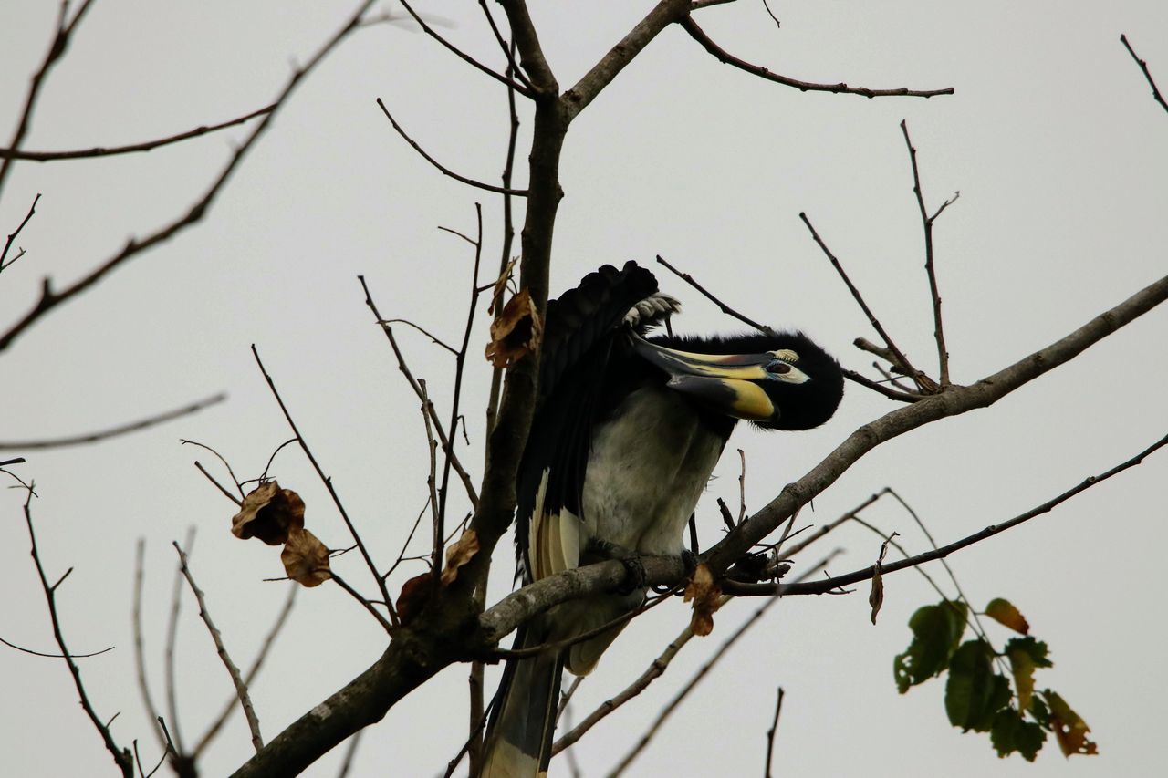 LOW ANGLE VIEW OF BIRD PERCHING ON TREE