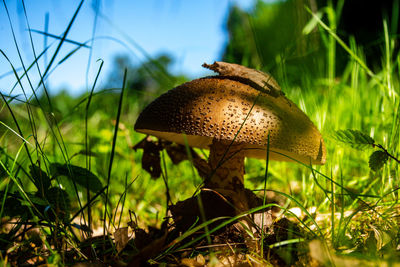 Close-up of mushroom growing on field