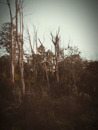 Bare trees in forest against sky