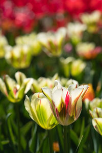 Close-up of pink tulip