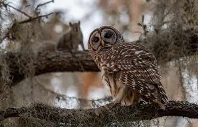 Low angle view of owl and squirrel on branches