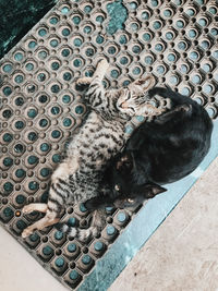 High angle view of cat on floor