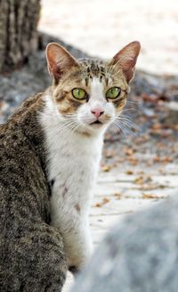 Close-up portrait of tabby cat