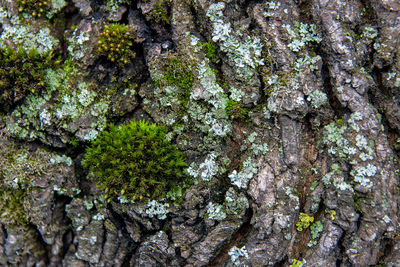 Full frame shot of tree trunk