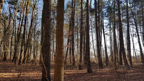 Low angle view of trees in forest