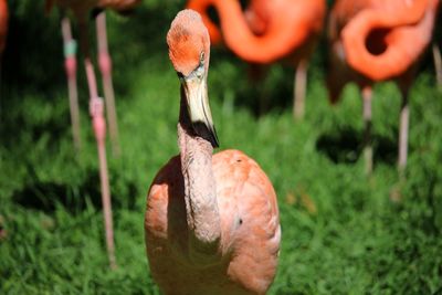 Close-up of flamingo bird on field