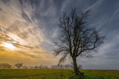 Bare tree on field against sky during sunset