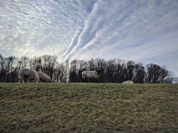 Sheep grazing on field against sky