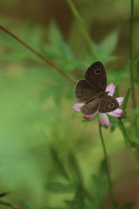 Close-up of butterfly pollinating on flower