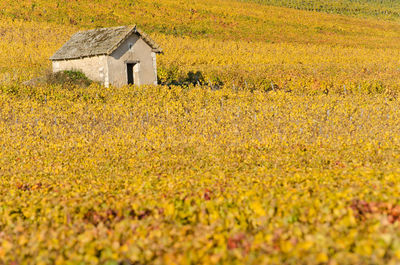 Yellow flowers growing in field