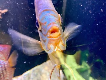 Close-up of fish swimming in sea