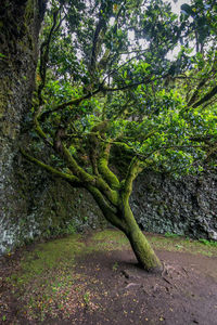 Tree trunk on field