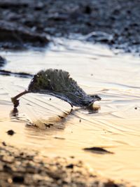 Close-up of driftwood on beach