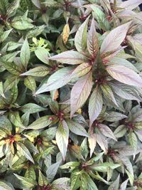High angle view of plant growing on field