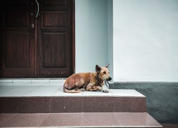 Cat sitting on tiled floor