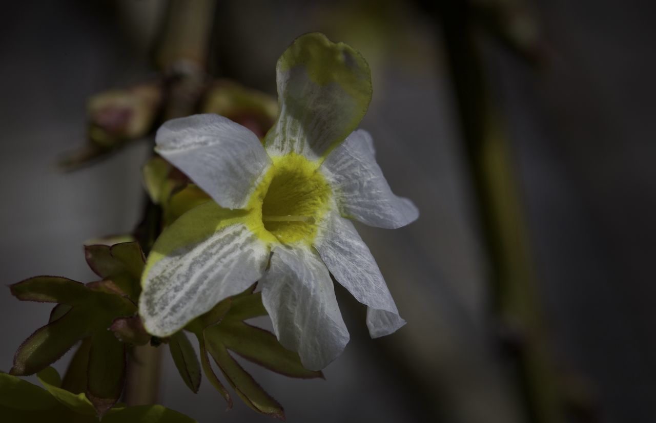 CLOSE-UP OF FLOWERING PLANT AGAINST WHITE WALL