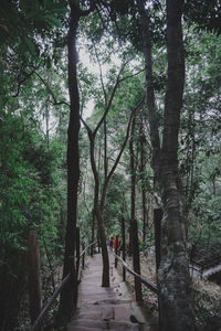 Trees on footpath in forest