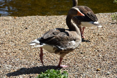 Close-up of duck on field