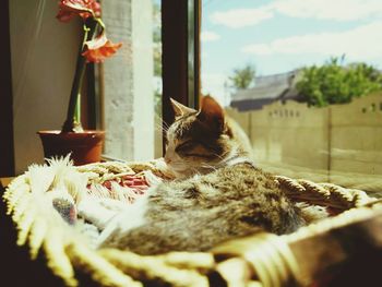 Close-up of cat sleeping by glass window