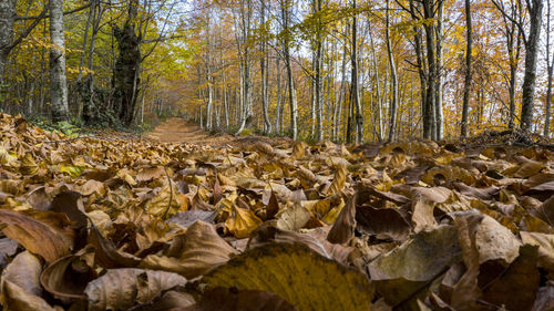 Surface level of trees in forest during autumn
