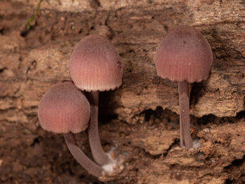 soil