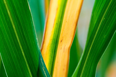 Close-up of green leaves