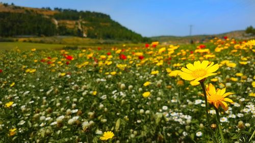 Yellow flowers blooming in field