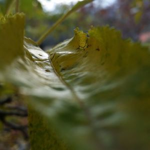 Close-up of insect on tree